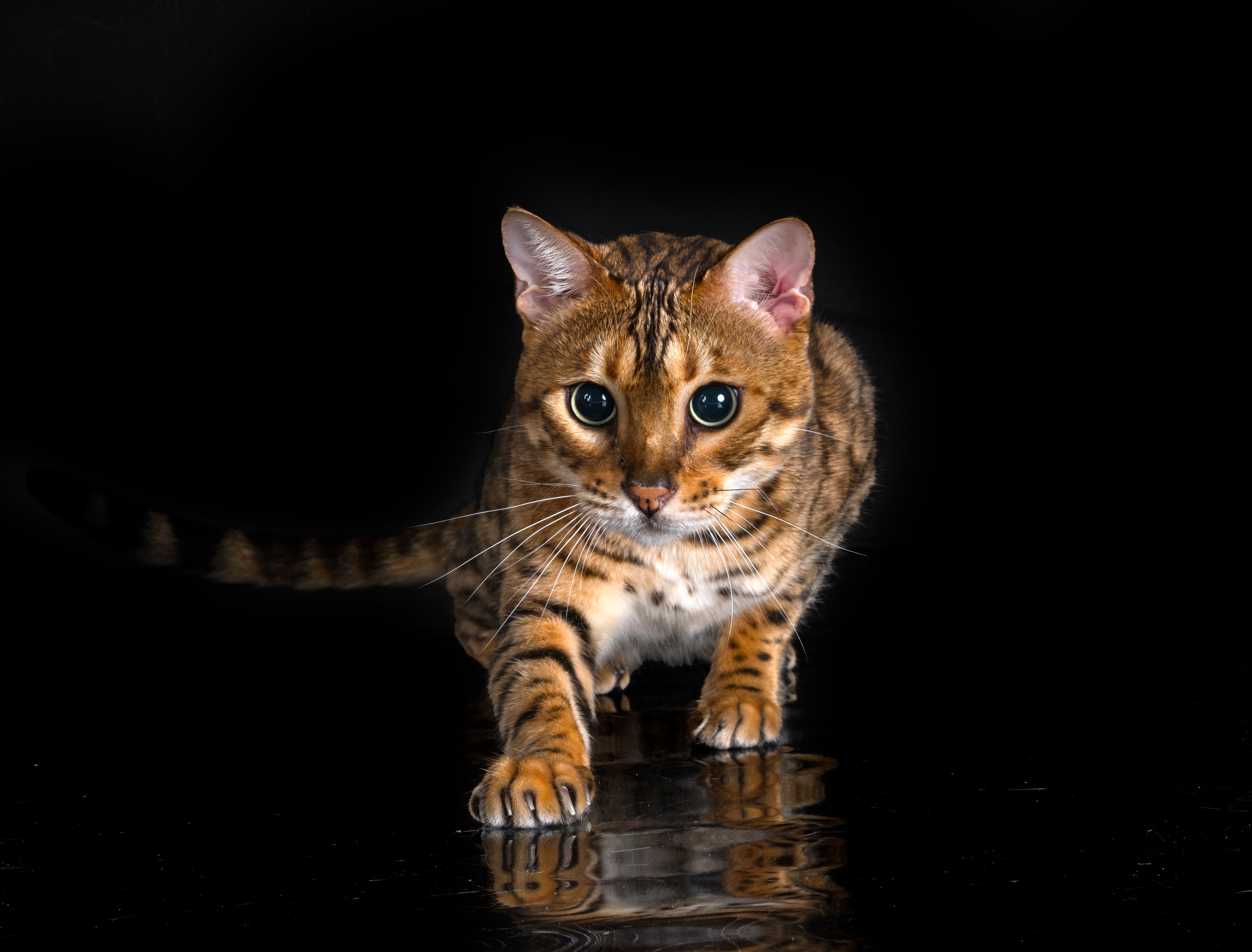 Leer hoe kattenspeeltjes de jachtinstincten van je kat kunnen versterken en bijdragen aan zijn fysieke en mentale gezondheid.