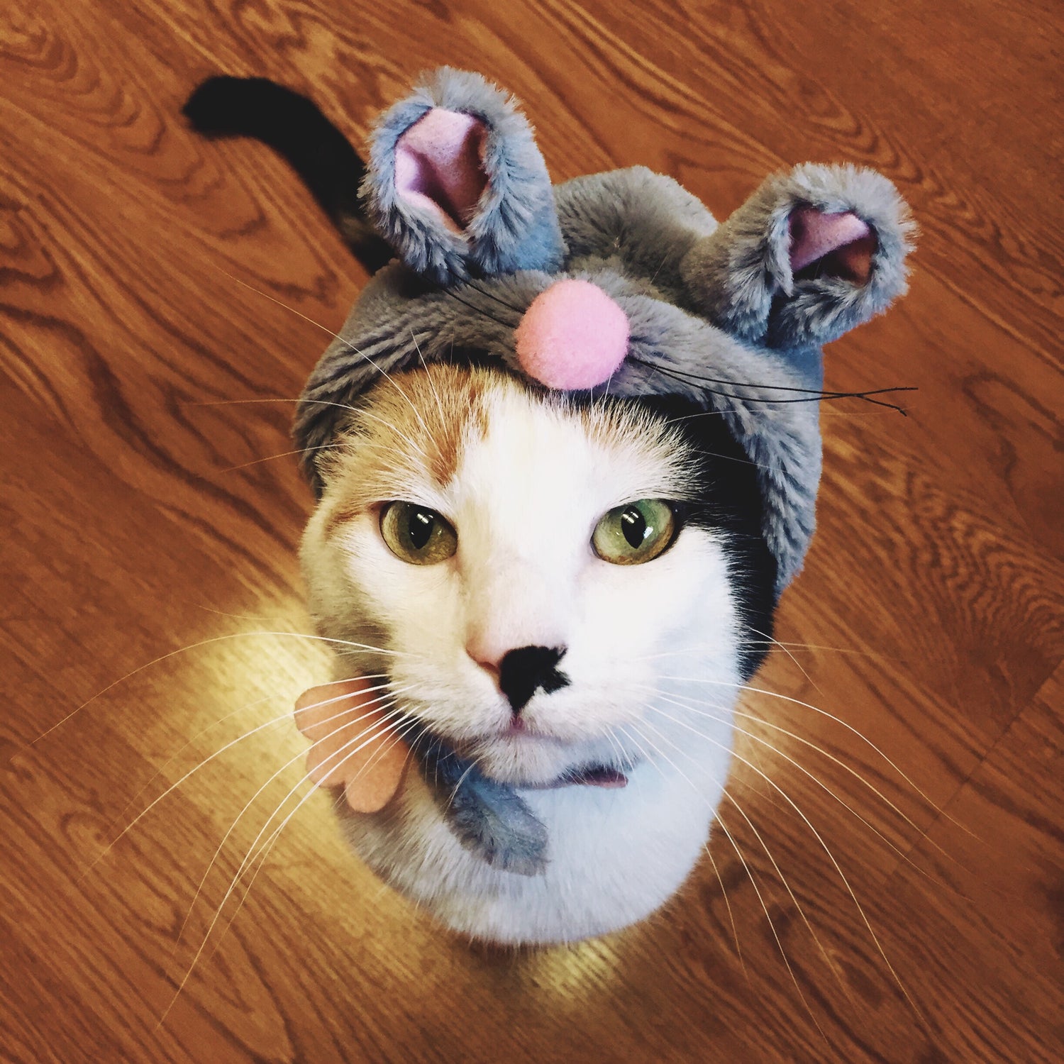 Ontdek waarom katten zo van speelgoedmuisjes houden en hoe deze kattenspeeltjes aansluiten op het natuurlijke gedrag van katten.