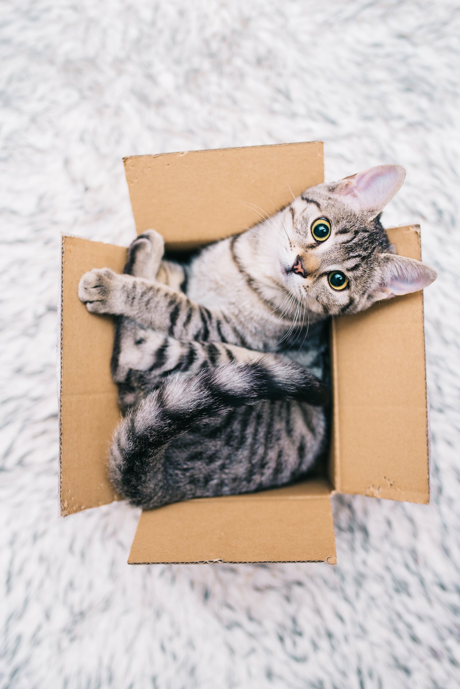 Katten hebben van nature de neiging om beschutting en veiligheid te zoeken, en kartonnen dozen bieden een veilige, afgesloten ruimte om te rusten en te ontspannen.