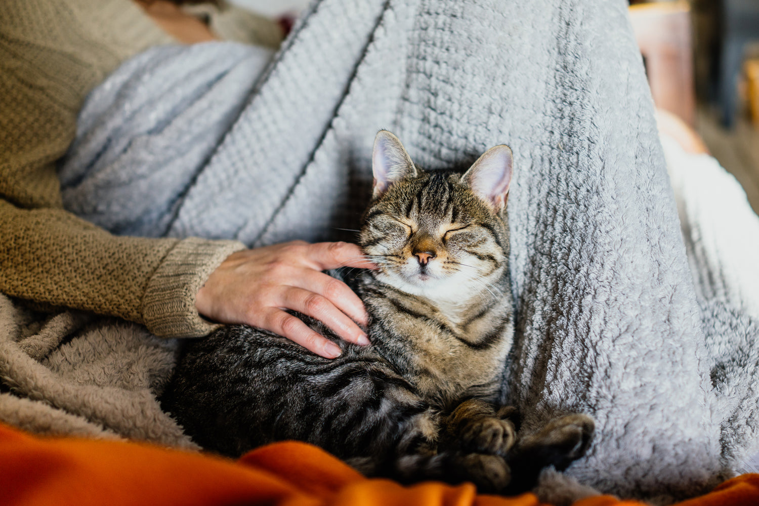 Kattenspeeltjes voor katten die graag knuffelen: Tips voor zachte, pluche speeltjes