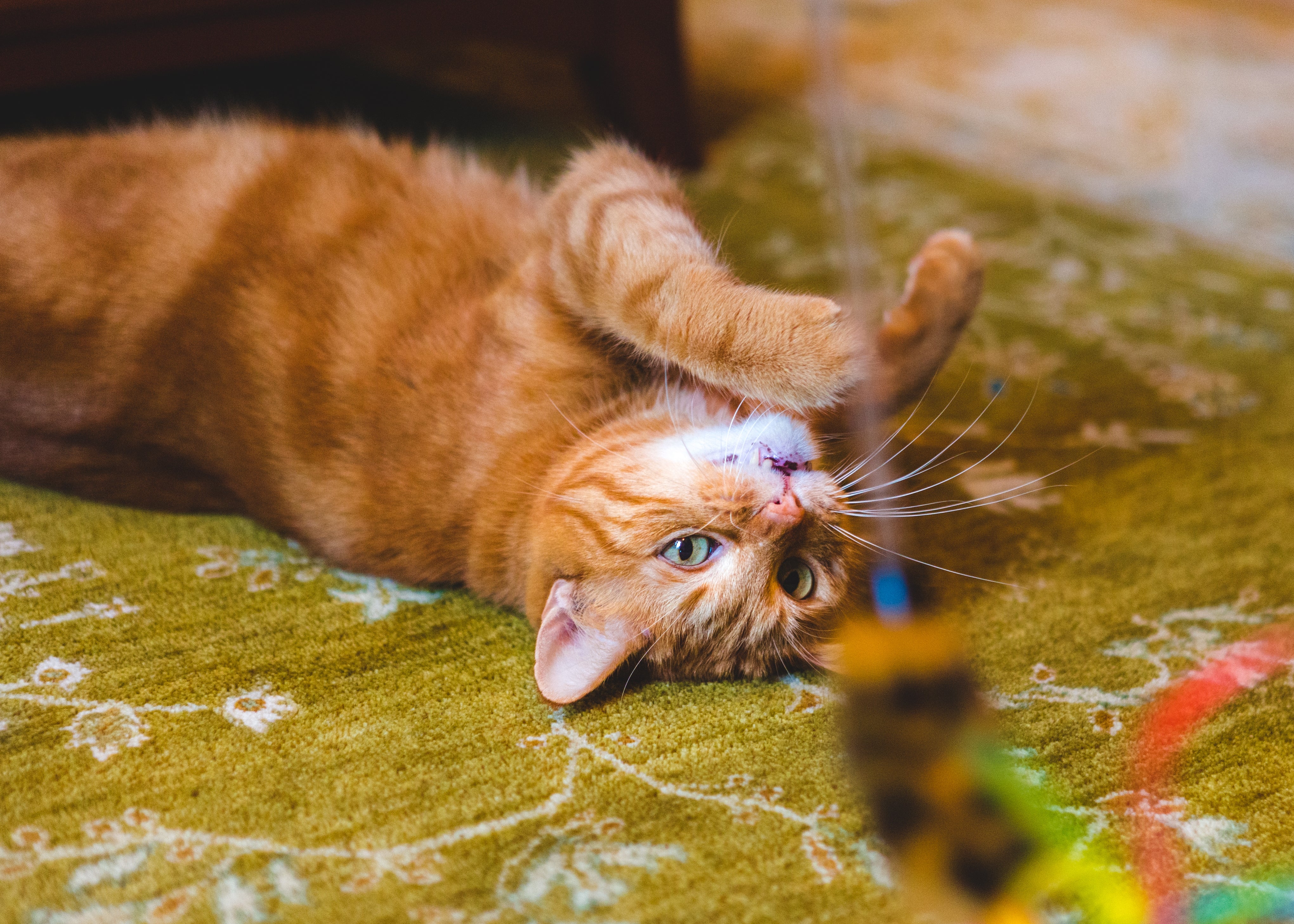 Daarom is het belangrijk om veilig en leuk met katten te spelen door de speeltijd te beperken, de kat af en toe te laten winnen en veiligheidstips te volgen om ervoor te zorgen dat onze katten gezond en gelukkig blijven.