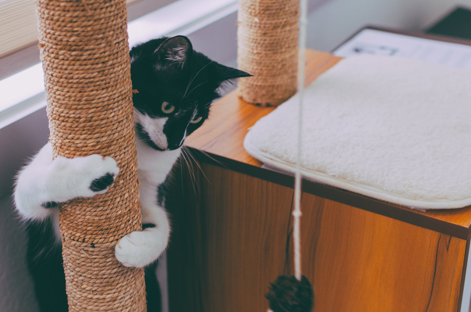 Van het bieden van vermaak en het voorkomen van schade aan meubels tot het verbeteren van de gezondheid van jouw kat, een krabpaal is een must-have voor elke kattenliefhebber.
