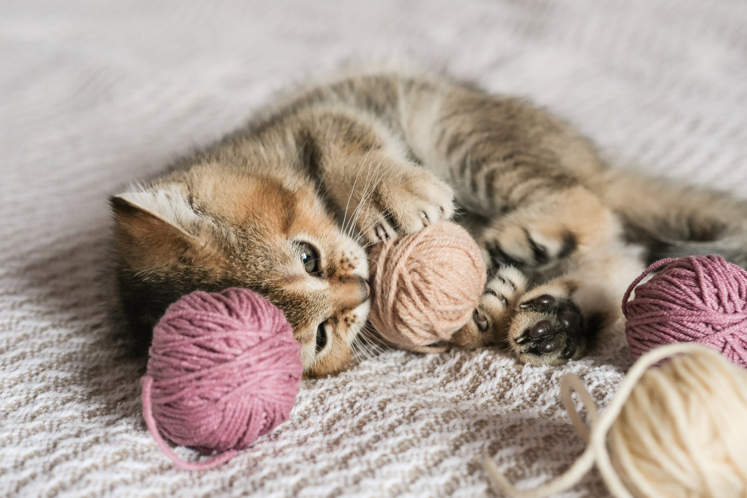 ntdek bij Katdeal ons brede assortiment aan kattenspeeltjes en andere benodigdheden om ervoor te zorgen dat uw kat de gezonde en gelukkige levensstijl krijgt die hij verdient.