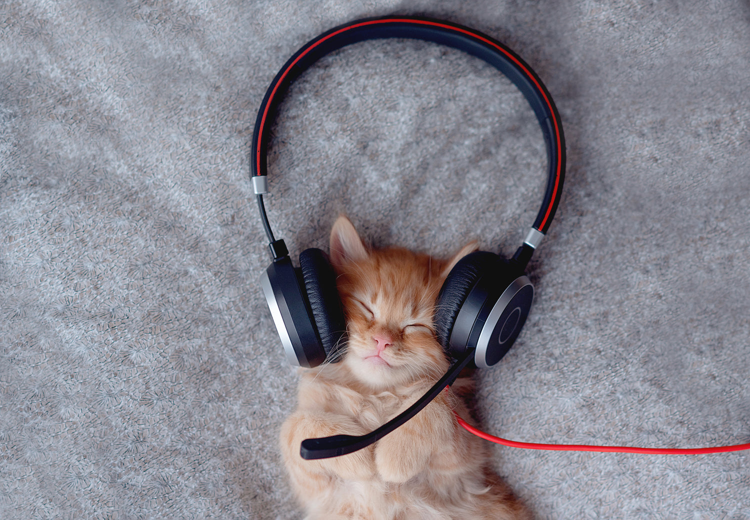 Kattenspeeltjes met belletjes zijn populair omdat het onvoorspelbare geluid de nieuwsgierigheid van katten opwekt en het hen een gevoel van overwinning geeft als ze het speeltje vangen.