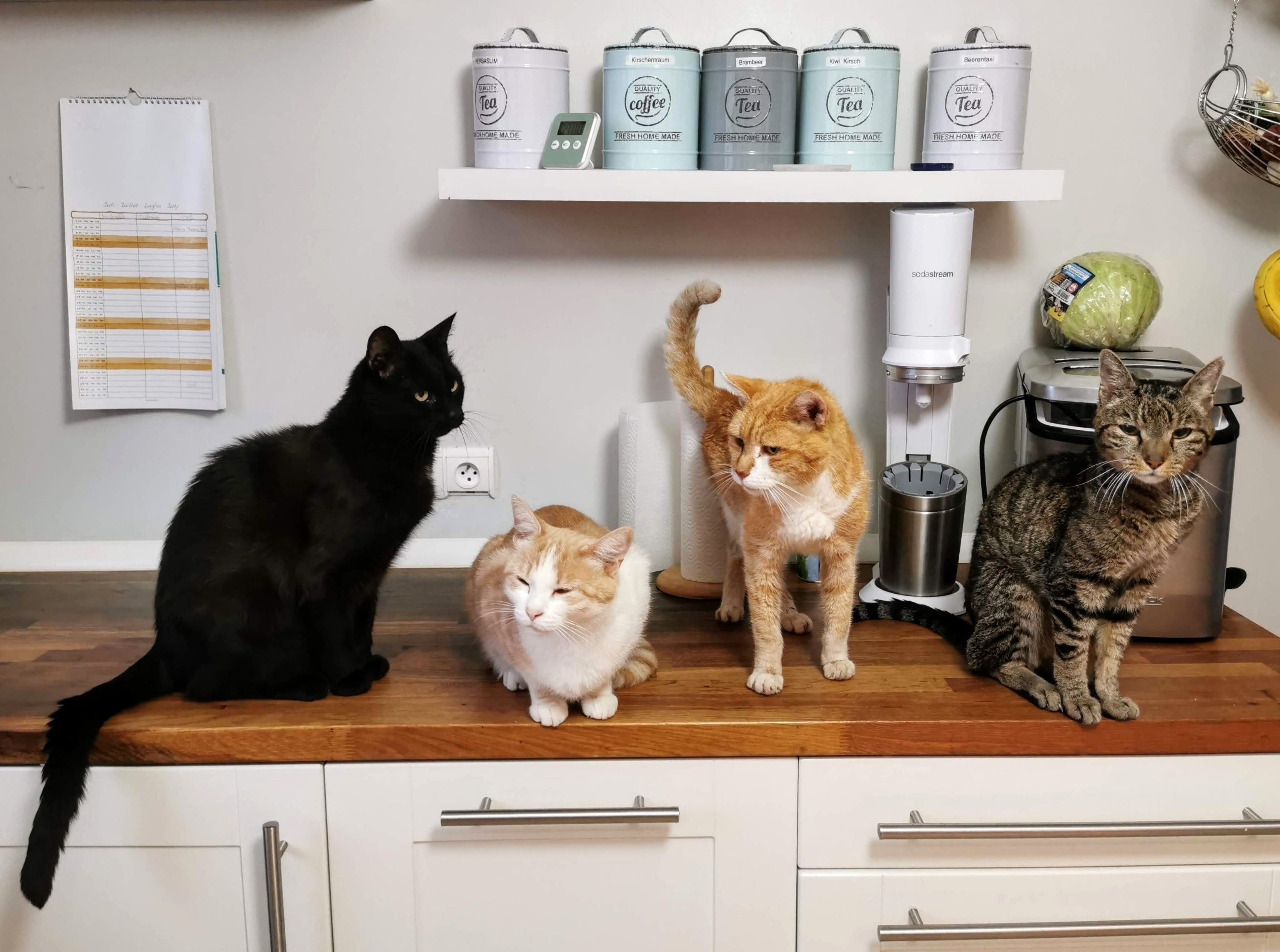 Ontdek de top 10 kattenrassen