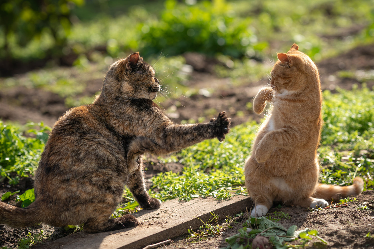 Het benadrukt het belang van het vroeg aanbieden van veilige en stimulerende speeltjes, het spelen met je kitten om de band tussen jou en je kat te versterken, en het aanleren van goed gedrag