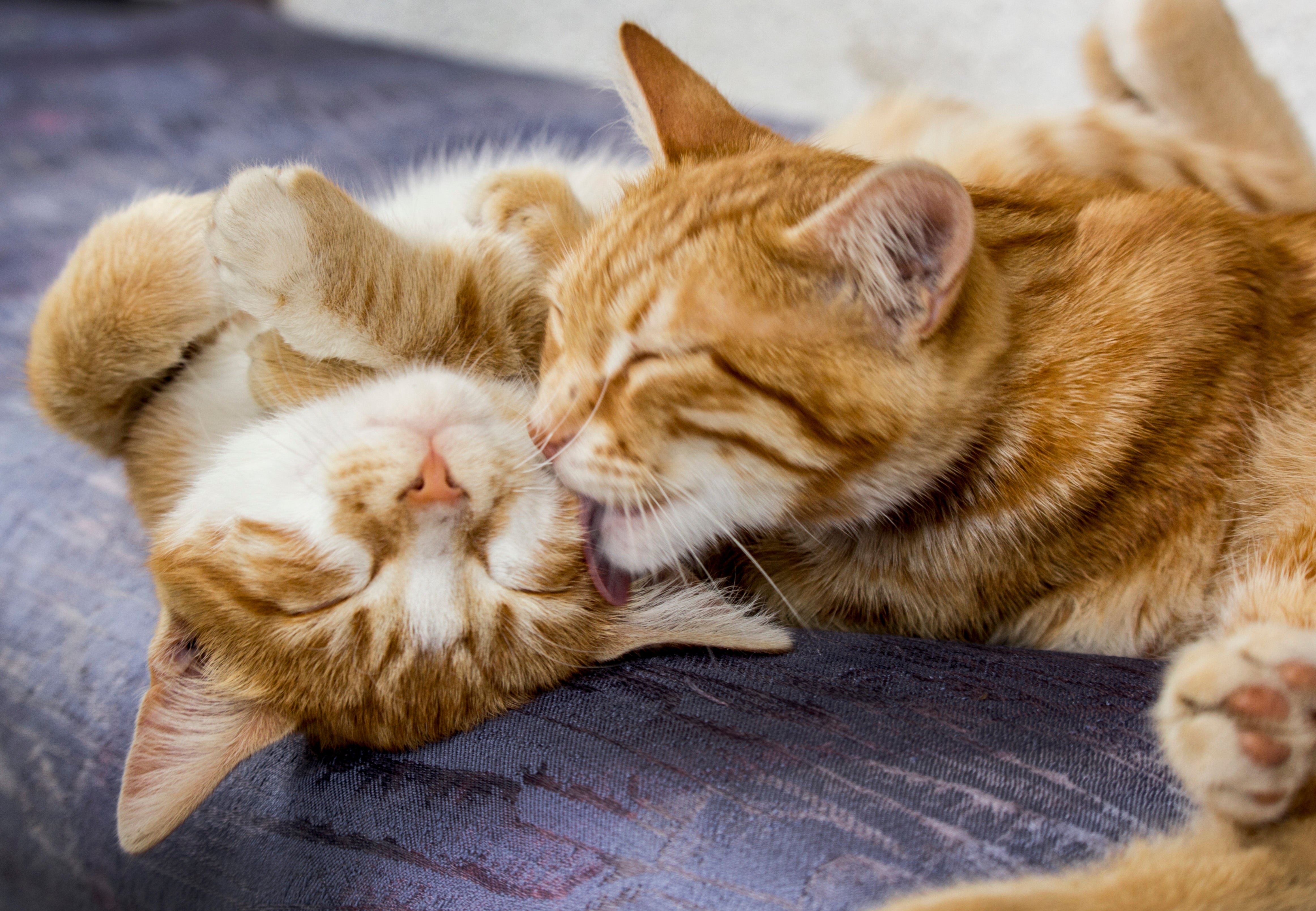 <p>Hoe je kattenspeeltjes schoon en hygiënisch kunt houden</p> <p> </p>