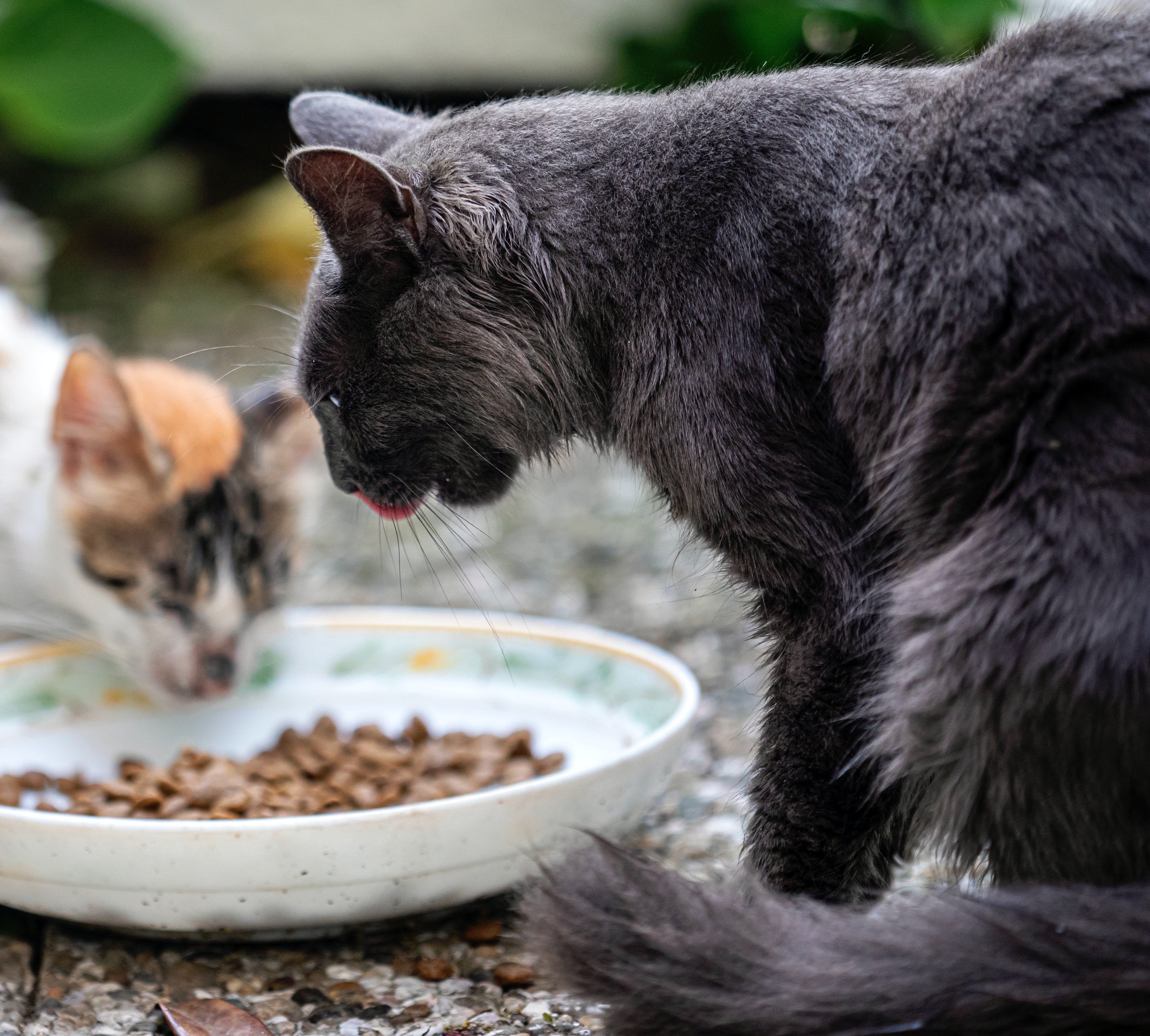 Bij Katdeal worden hoogwaardige kattenproducten, waaronder hoogwaardig kattenvoer, aangeboden tegen betaalbare prijzen.