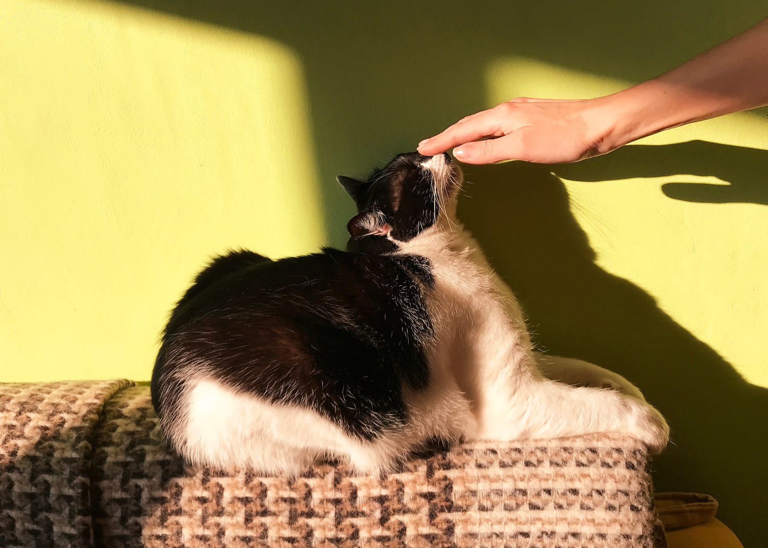 Ontdek de verschillende soorten kattenspeeltjes en hoe je afwisseling kunt aanbrengen om het spel interessant en uitdagend te houden.
