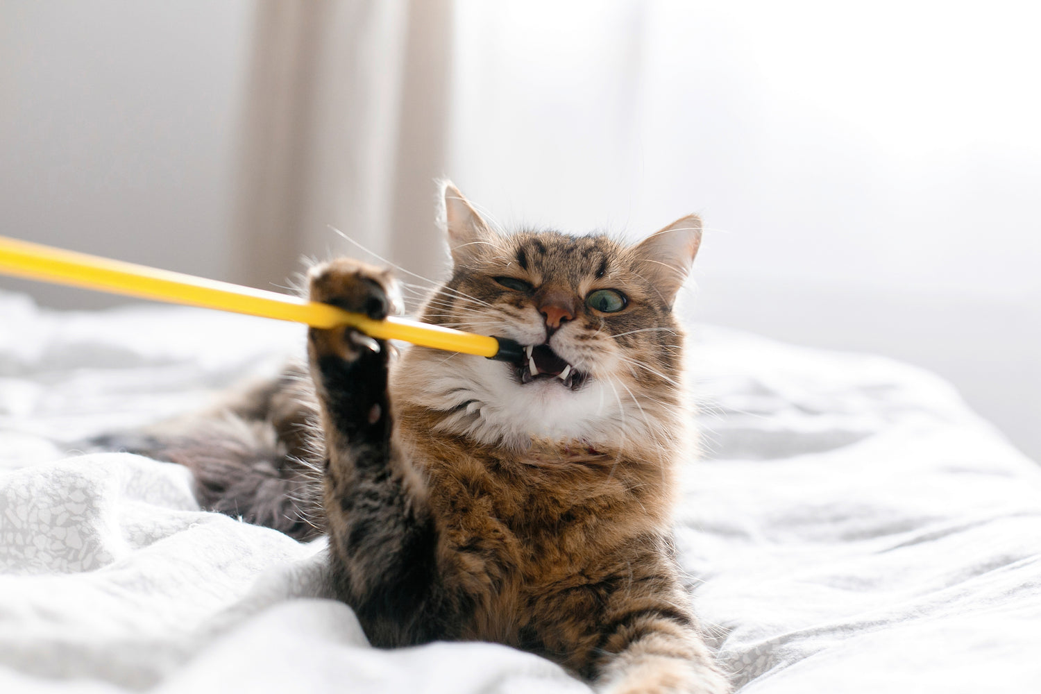 Leer hoe je het speeltje eerst uit het zicht van je kat kunt houden en geleidelijk kunt introduceren. Gebruik bekende geuren en beweeg het speeltje om de aandacht van je kat te trekken.