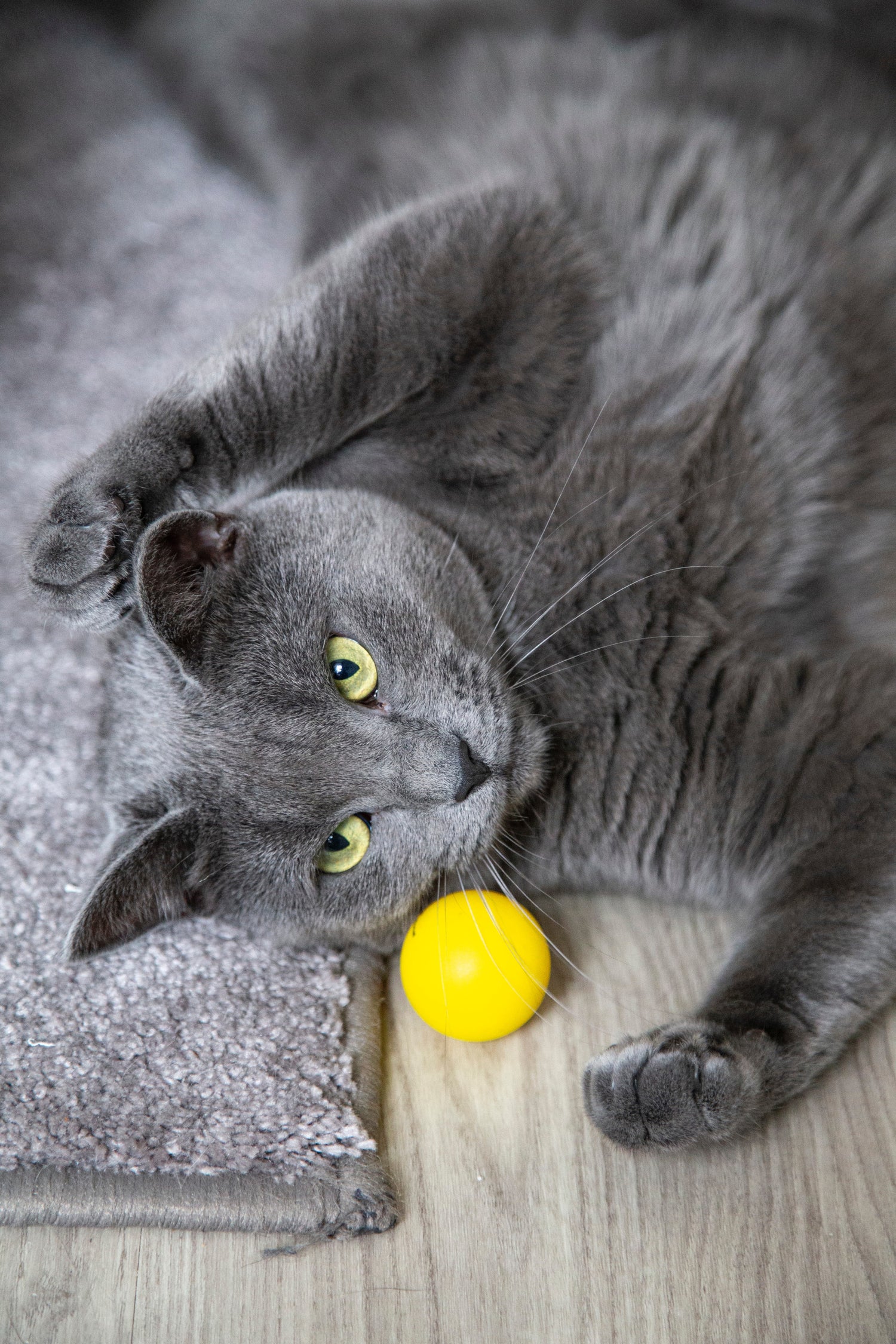 Tips voor het kiezen van de juiste kattenspeeltjes