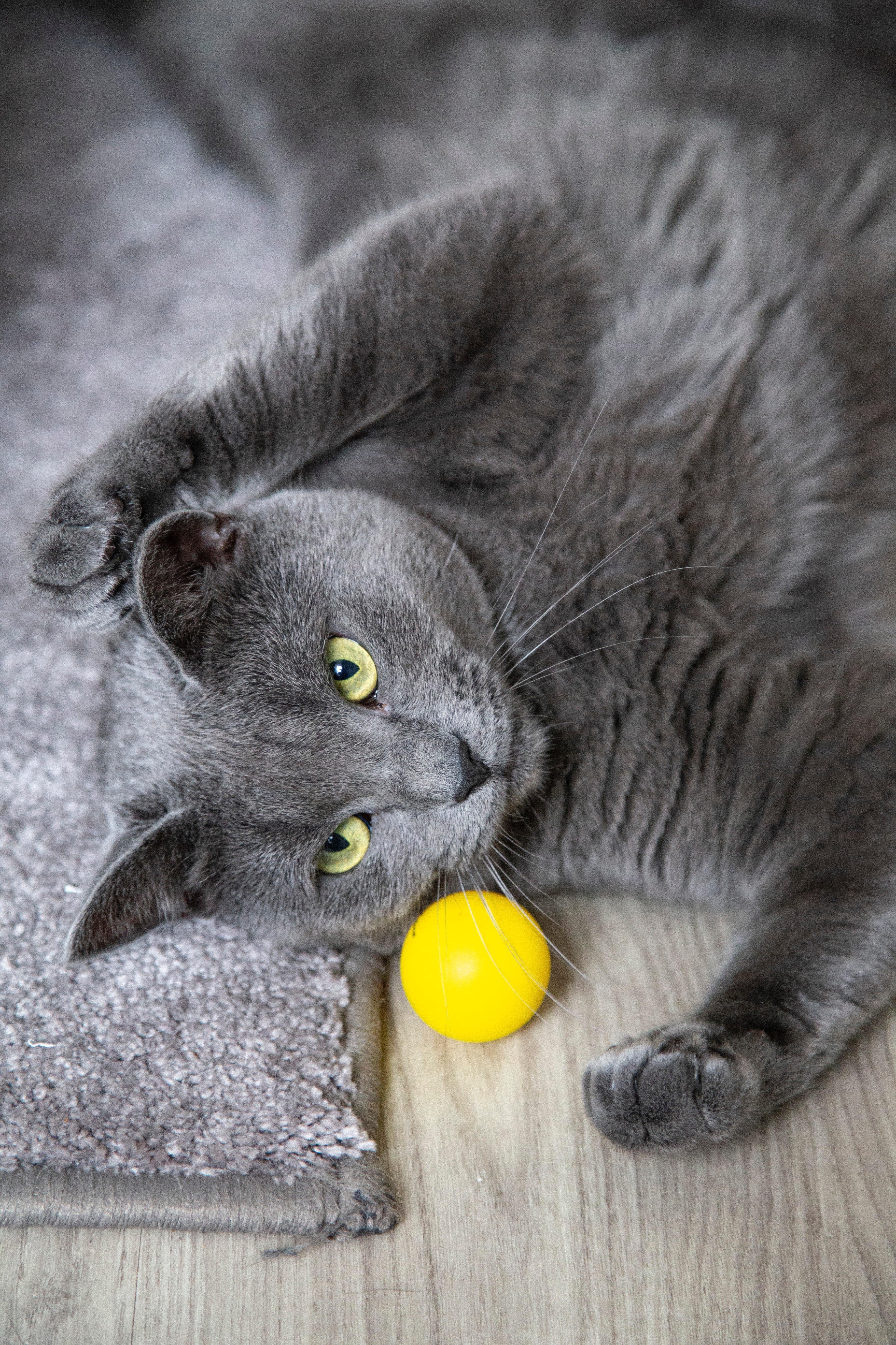 Tips voor het kiezen van de juiste kattenspeeltjes