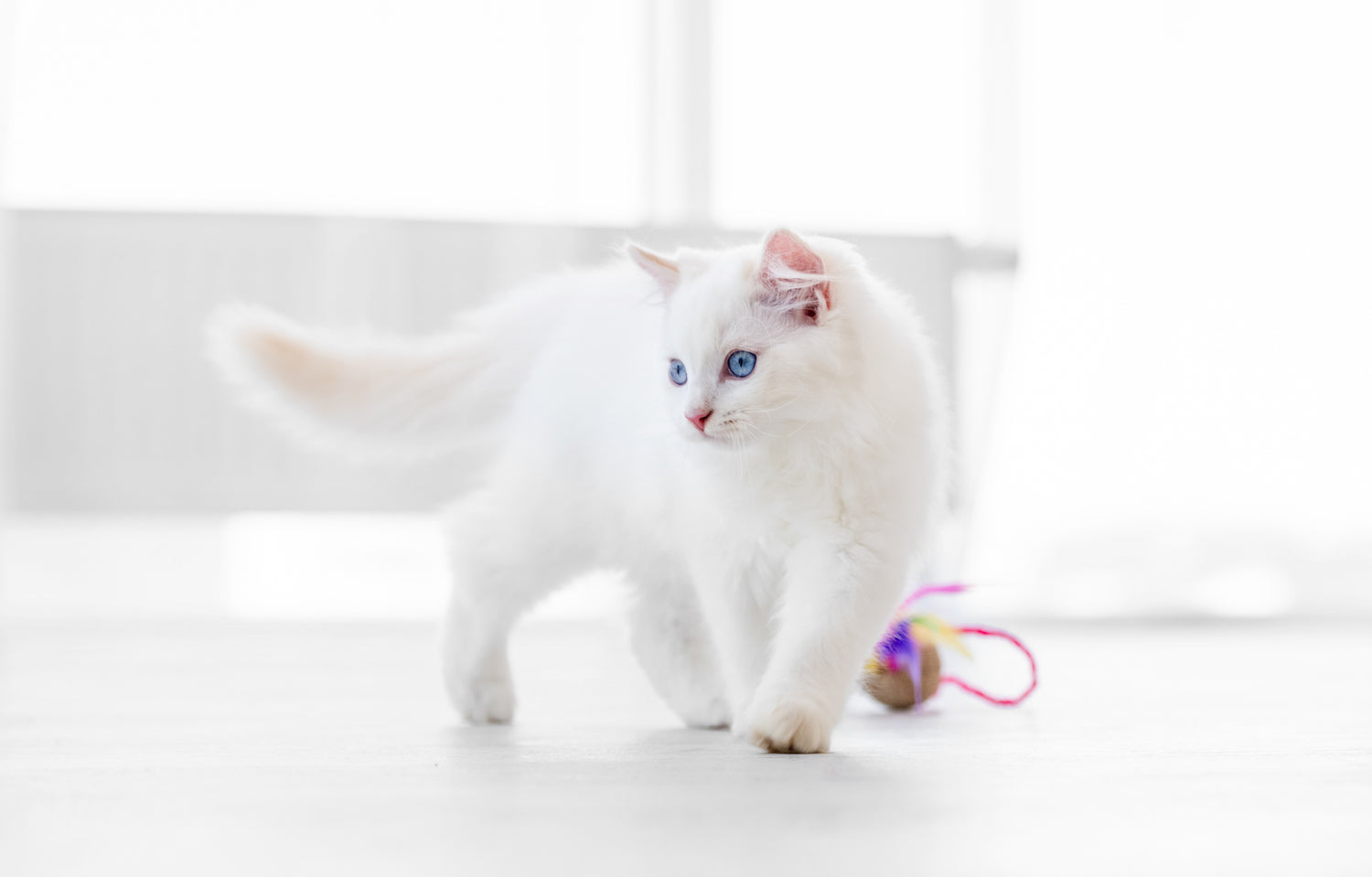Door het geven van speelgoed stimuleer je de jachtinstincten van je kat en houd je hem actief. Katten vinden het heerlijk om zich terug te trekken in kleine en veilige plekjes