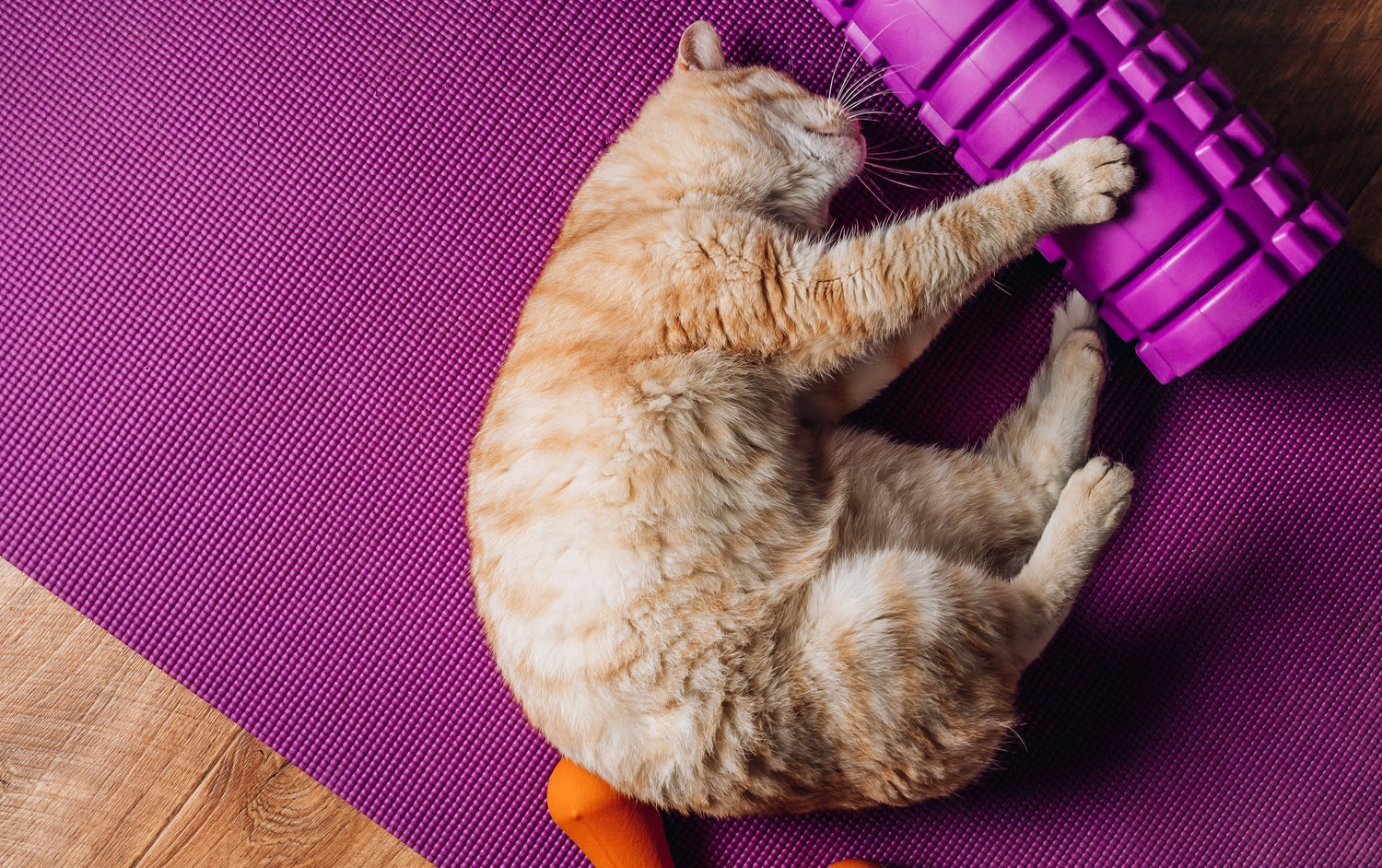 Leer hoe je je kat op een leuke en veilige manier kunt helpen afvallen met behulp van kattenspeeltjes.