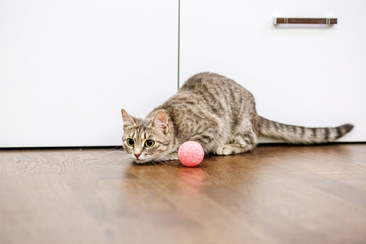 Ontdek de beste kattenspeeltjes voor jagers in hart en nieren! Katten zijn van nature roofdieren en jagen graag op prooien.