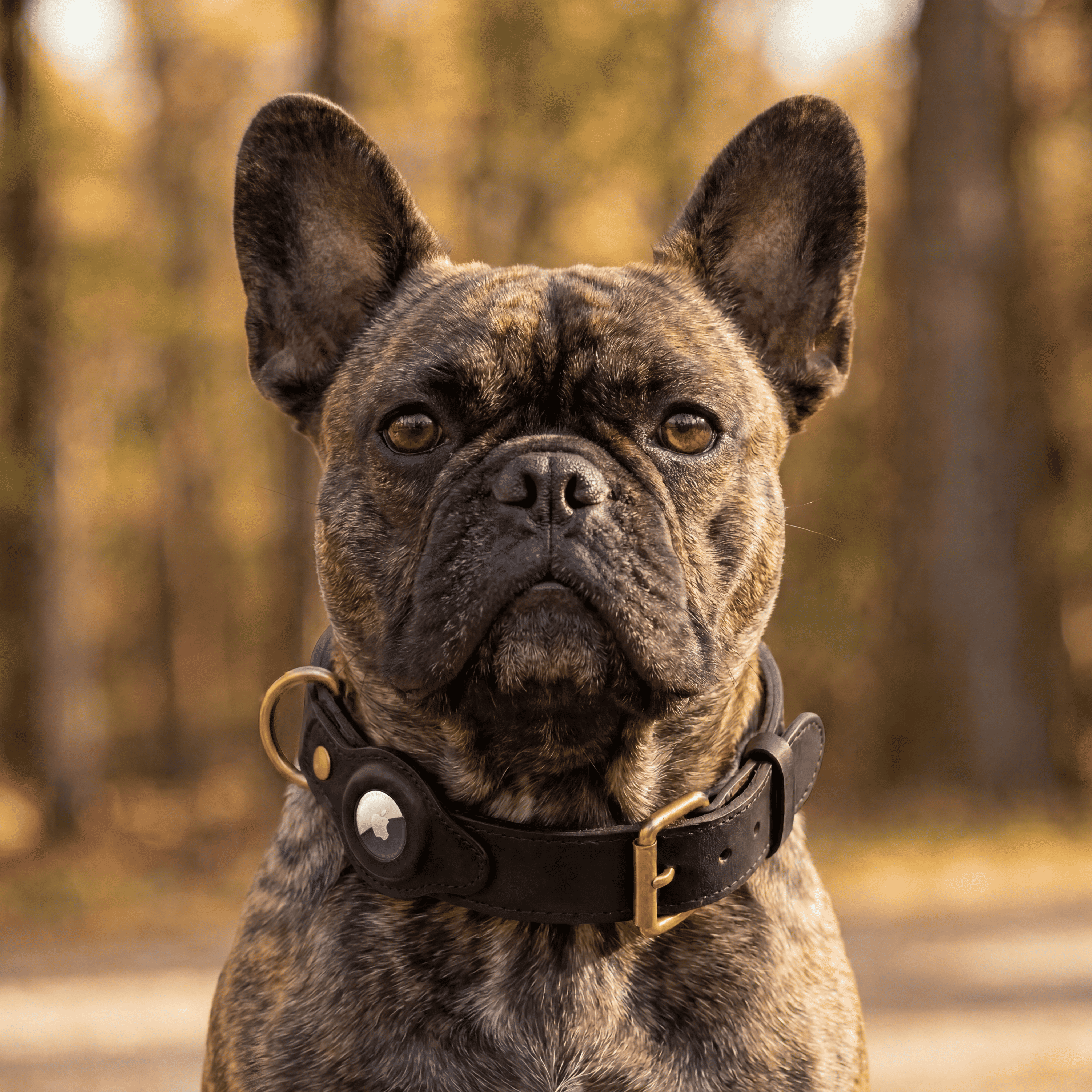 Luxury Leather Dog Collar and Leash with Airtag