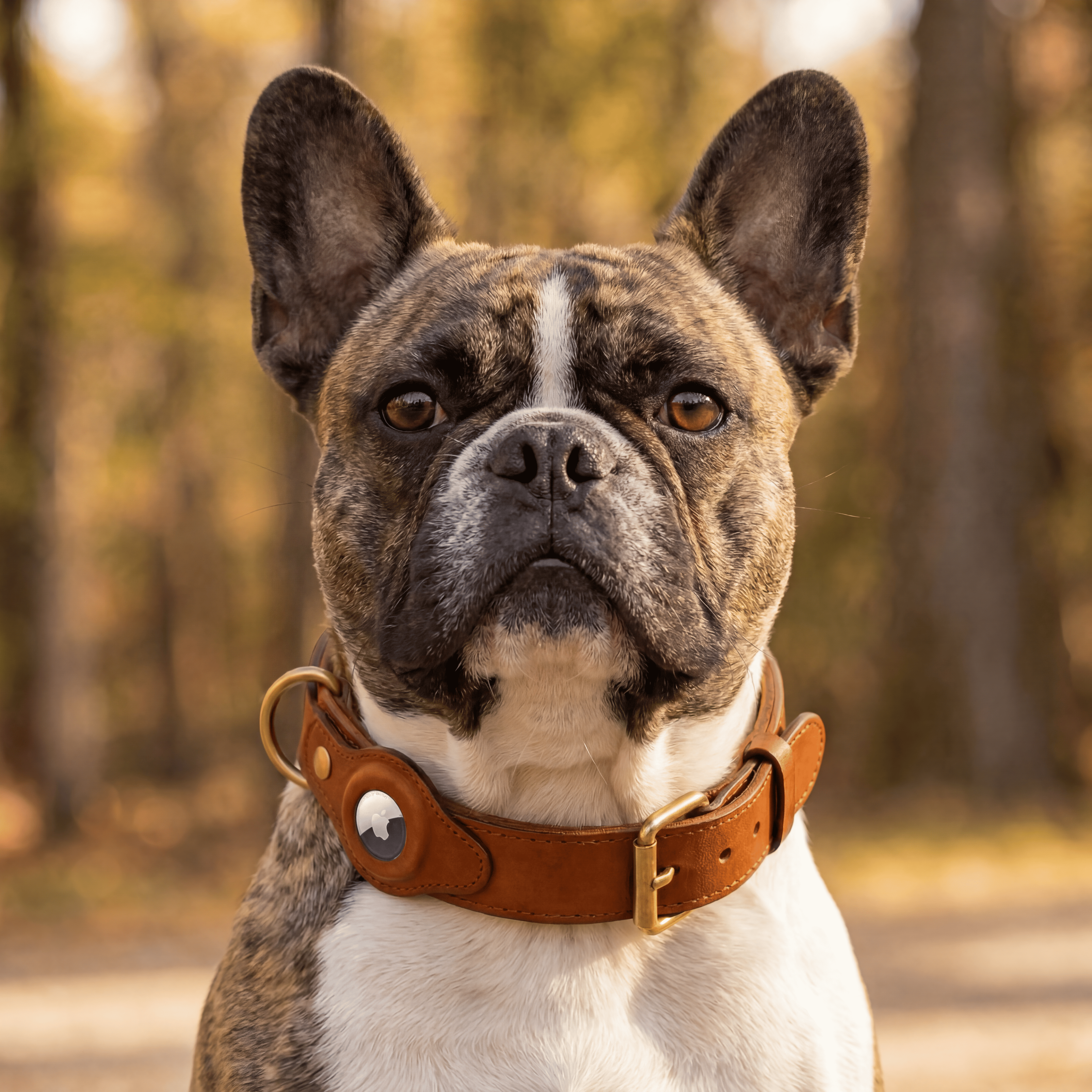Luxury Leather Dog Collar and Leash with Airtag