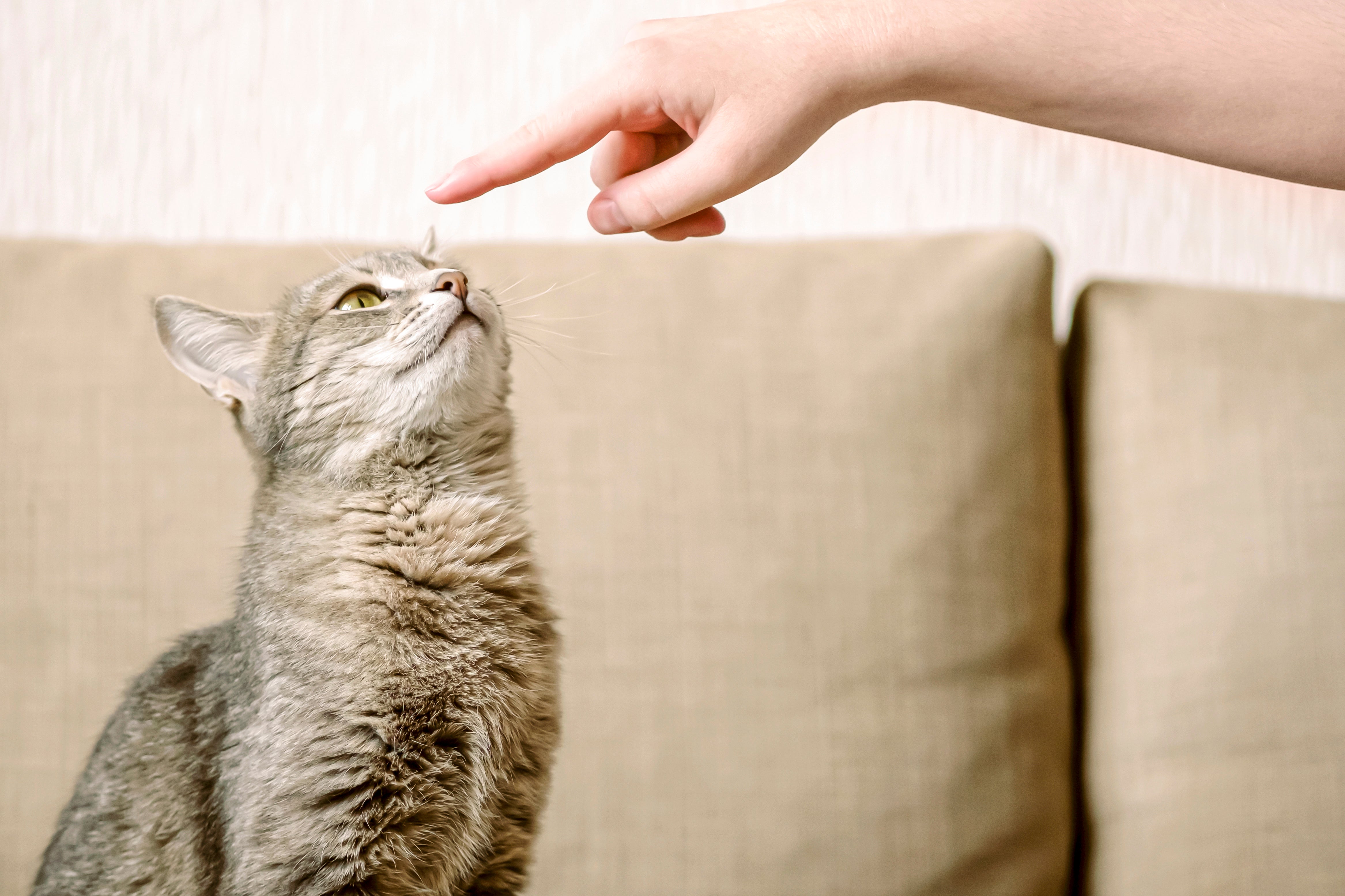 Leer hoe je jouw kat kunt trainen om meer te bewegen met deze 5 effectieve manieren. Creëer een speelruimte, introduceer een kattenwiel, overweeg een kattenren, train je kat aan een harnas en gebruik voerpuzzels.