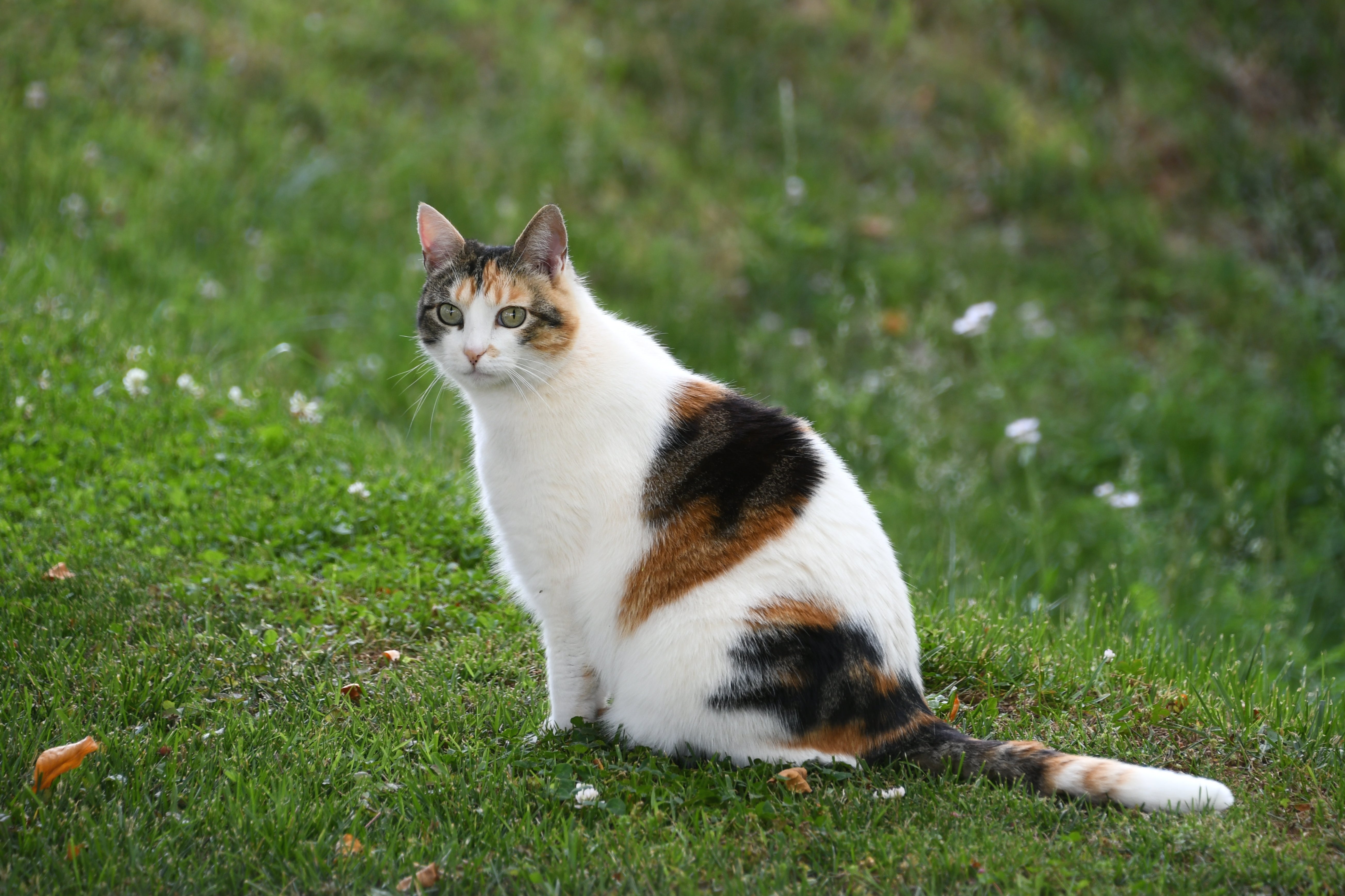 Ontdek de beste kattenspeeltjes voor buitenkatten en leer hoe je ervoor kunt zorgen dat jouw kat veilig en vermaakt buiten speelt.