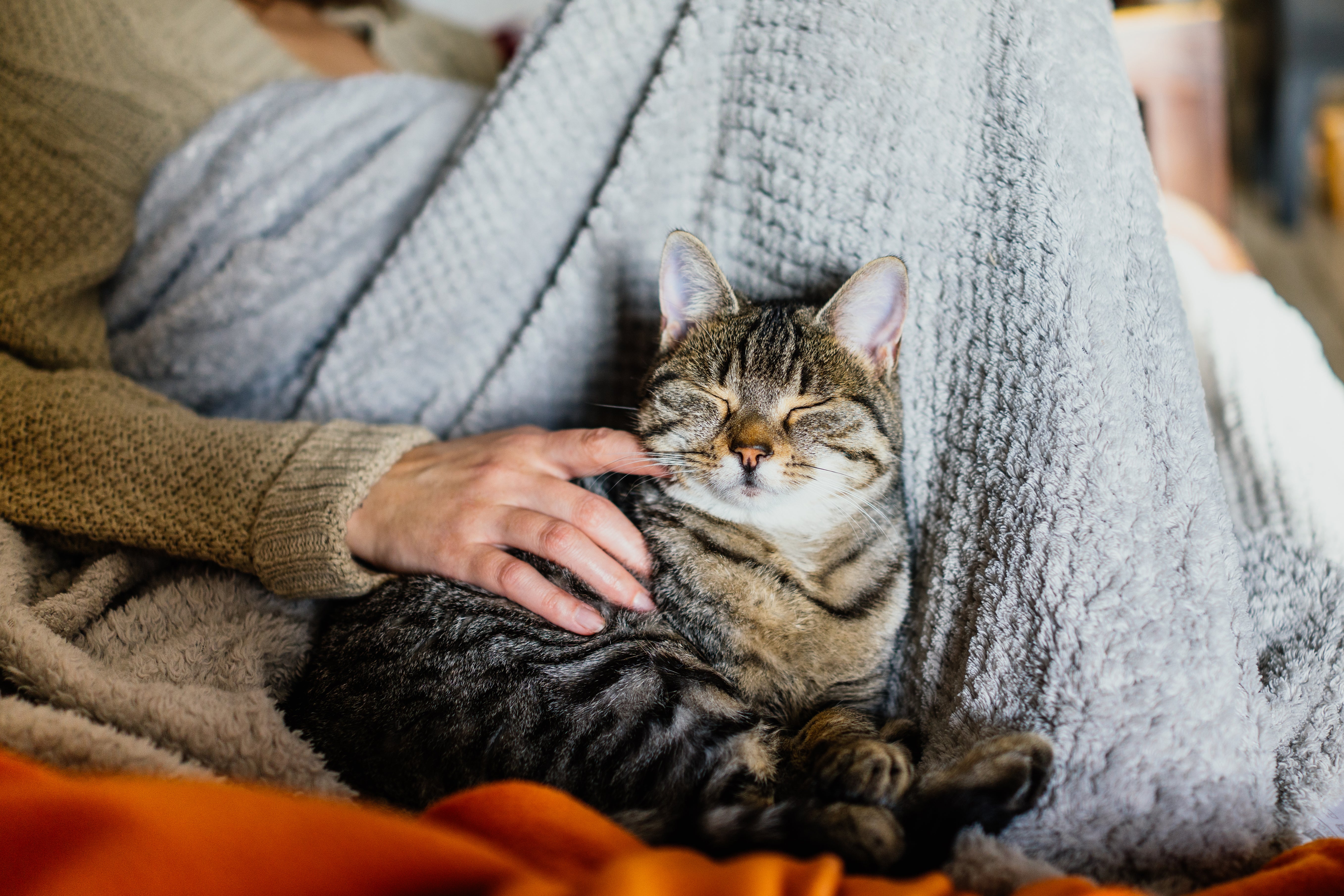 Kattenspeeltjes voor katten die graag knuffelen: Tips voor zachte, pluche speeltjes