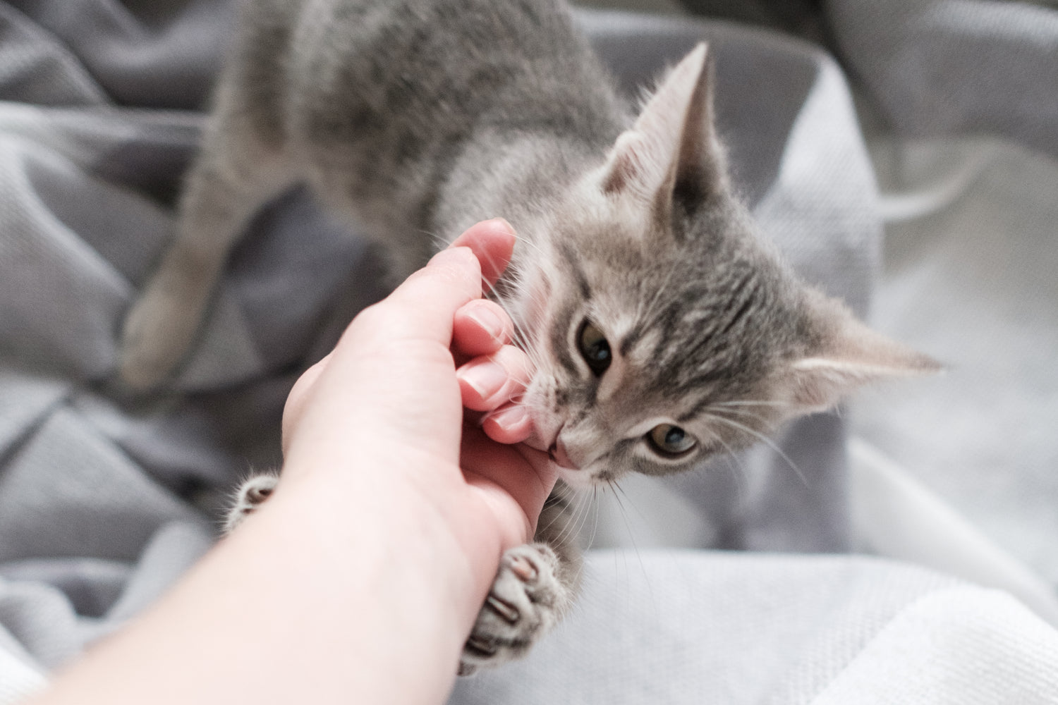 Ontdek waarom interactief spelen goed is voor je kat. Het spelen met je kat is niet alleen leuk, het heeft ook voordelen voor de gezondheid en het welzijn van je kat.