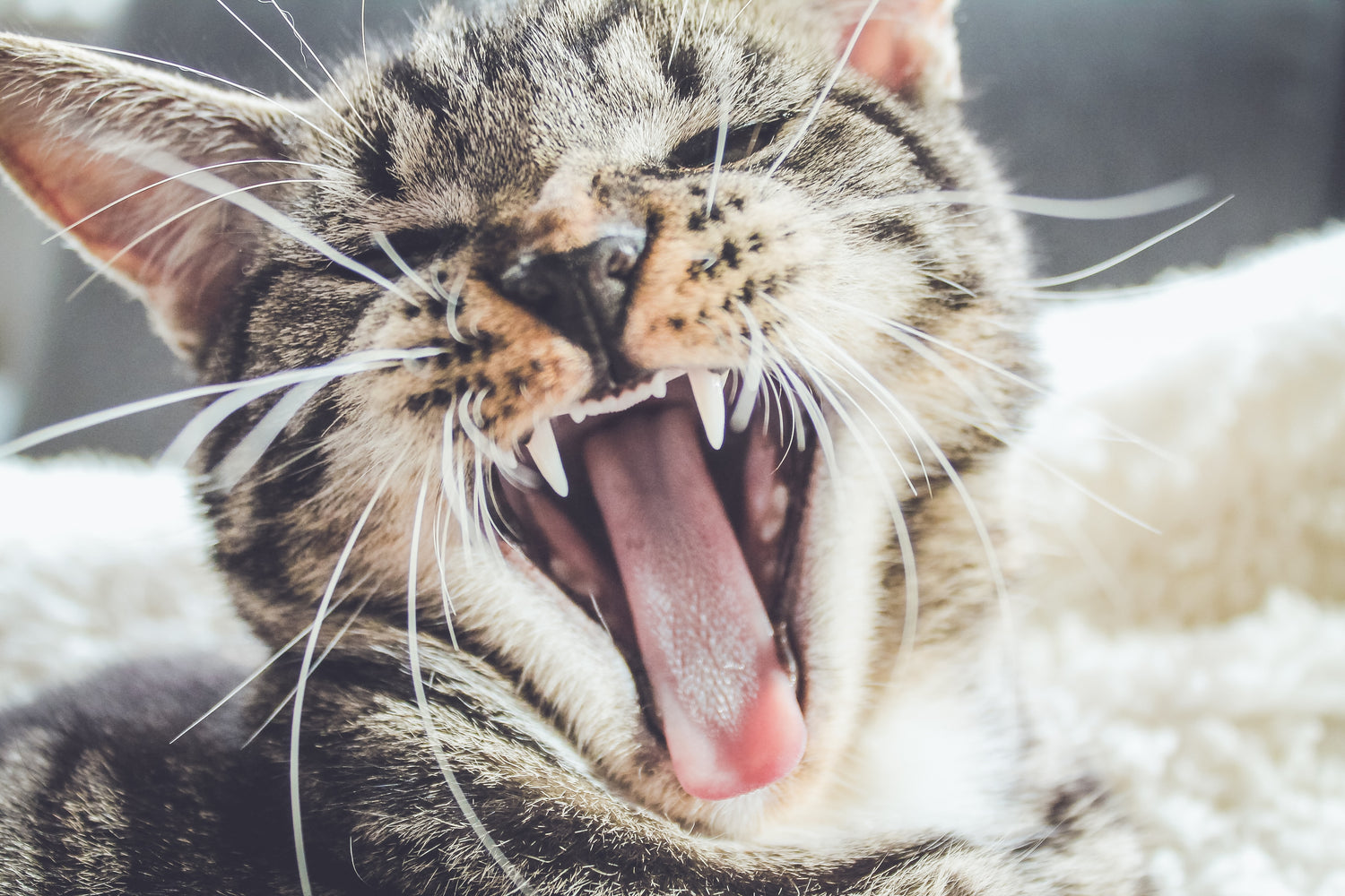 Bij Katdeal.nl vind je een breed assortiment aan kattenproducten, van krabpalen tot voedsel en verzorgingsproducten, om het leven van jou en je kat gemakkelijker te maken.
