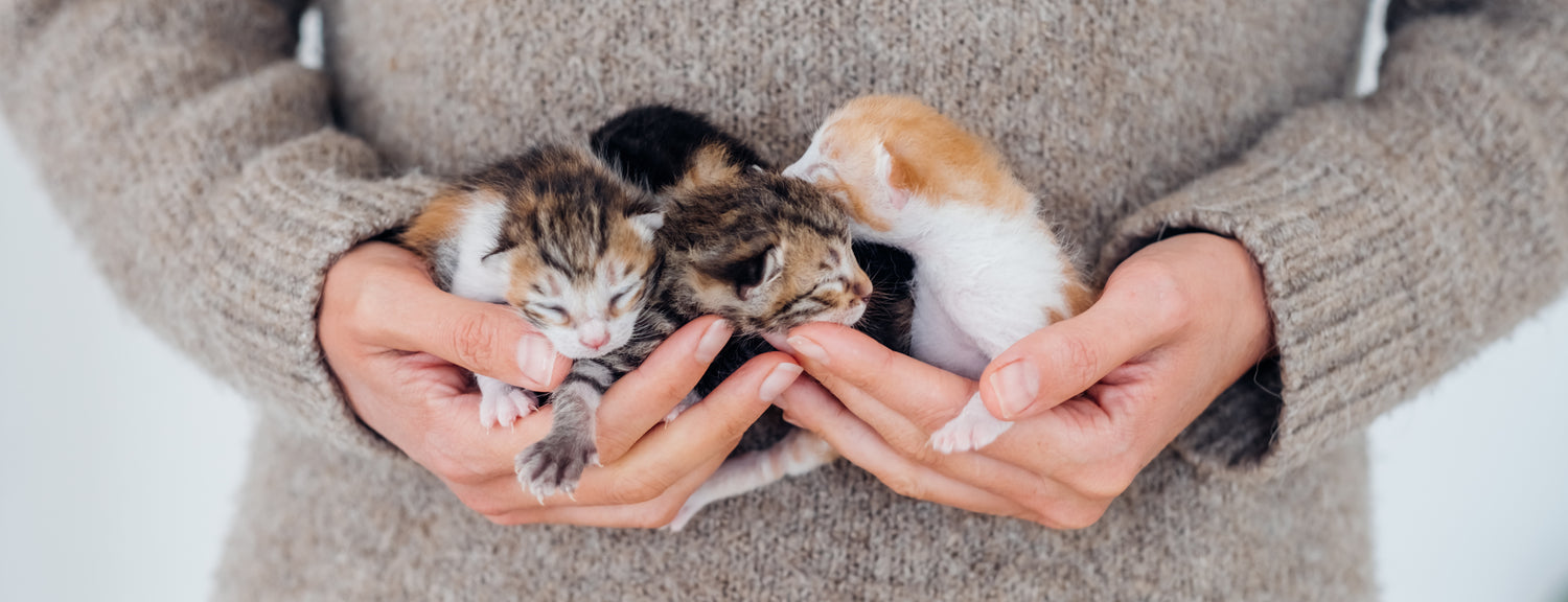 Speeltjes met geur en geluid kunnen bijdragen aan hun ontspanning en ontwikkeling, terwijl interactief speelgoed kan zorgen voor een band tussen katten en hun eigenaren. 