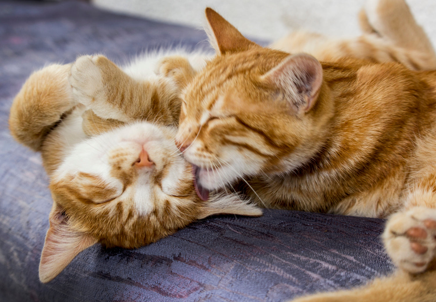 <p>Hoe je kattenspeeltjes schoon en hygiënisch kunt houden</p> <p> </p>