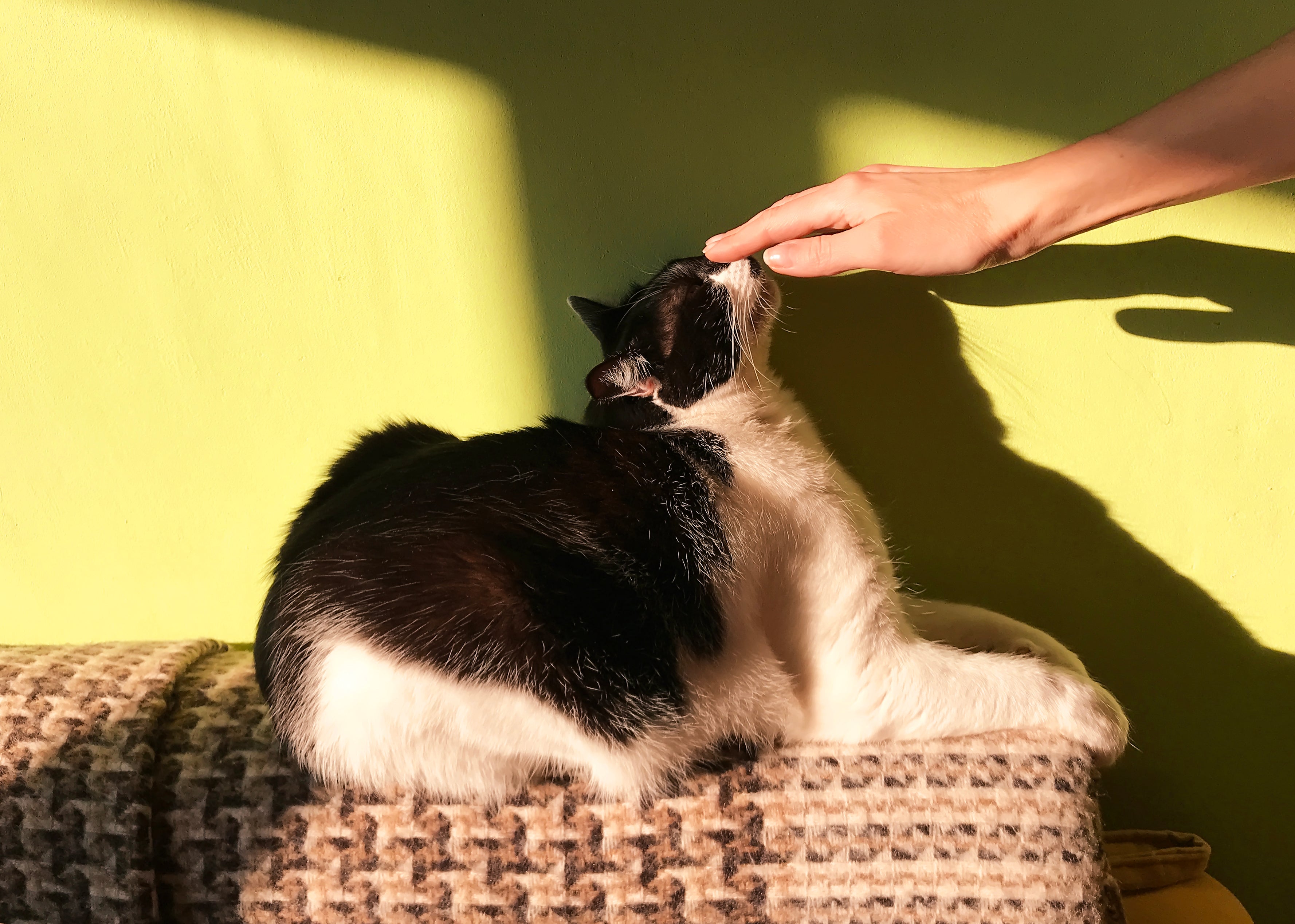 Ontdek de verschillende soorten kattenspeeltjes en hoe je afwisseling kunt aanbrengen om het spel interessant en uitdagend te houden.