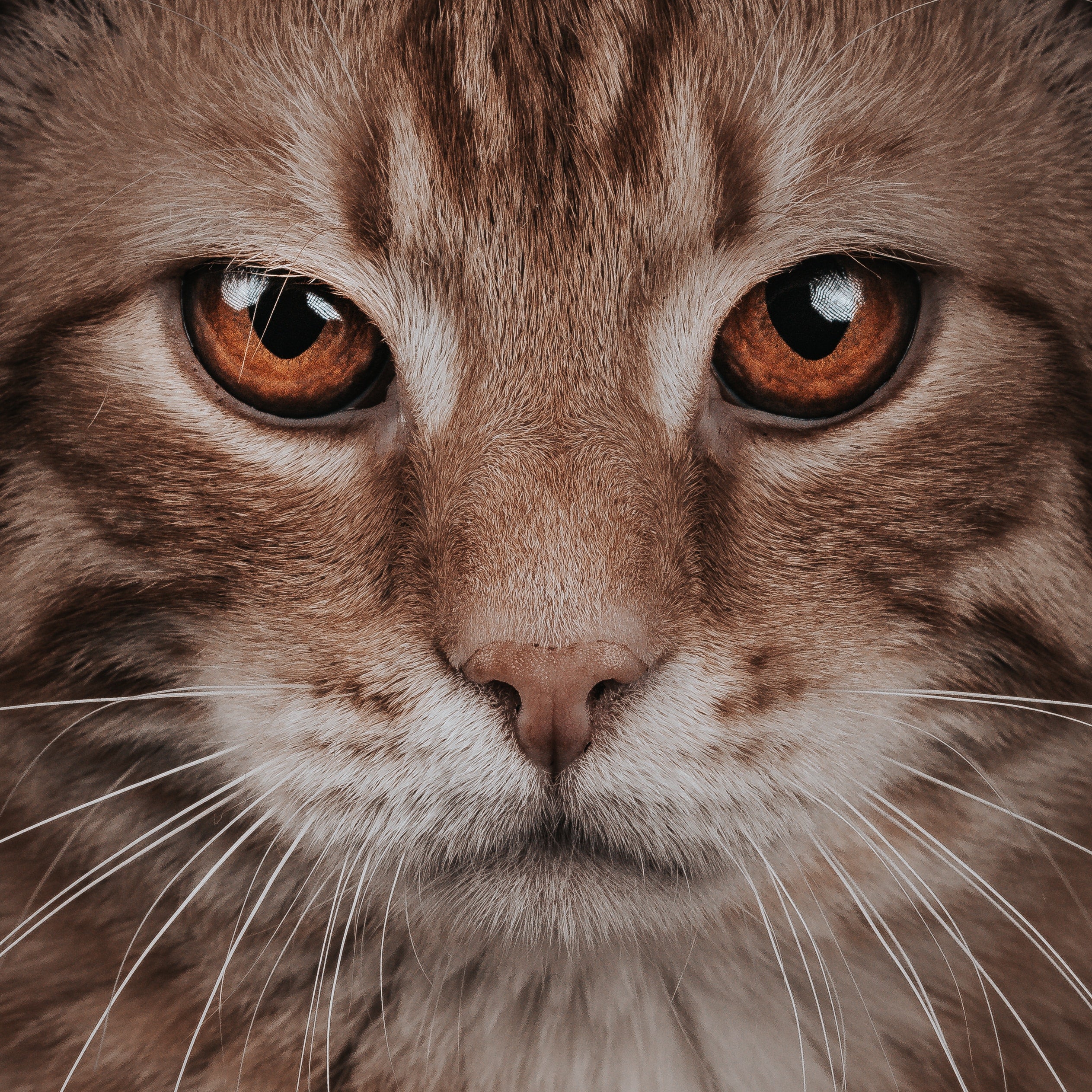 Ontdek hoe kattenspeeltjes de gezondheid van je kat bevorderen en leer hoe je oogletsel bij je kat kunt voorkomen.