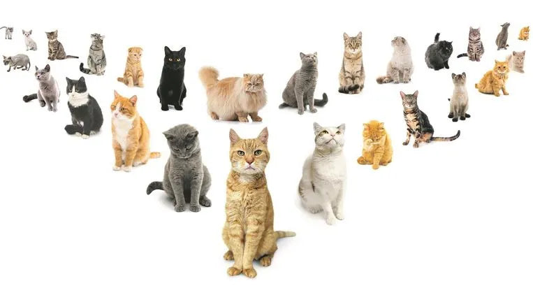 Om je te helpen bij het kiezen van het juiste ras, bespreken we enkele van de populairste kattenrassen in Nederland en geven we tips om het perfecte ras te kiezen op basis van je levensstijl en woonsituatie. 