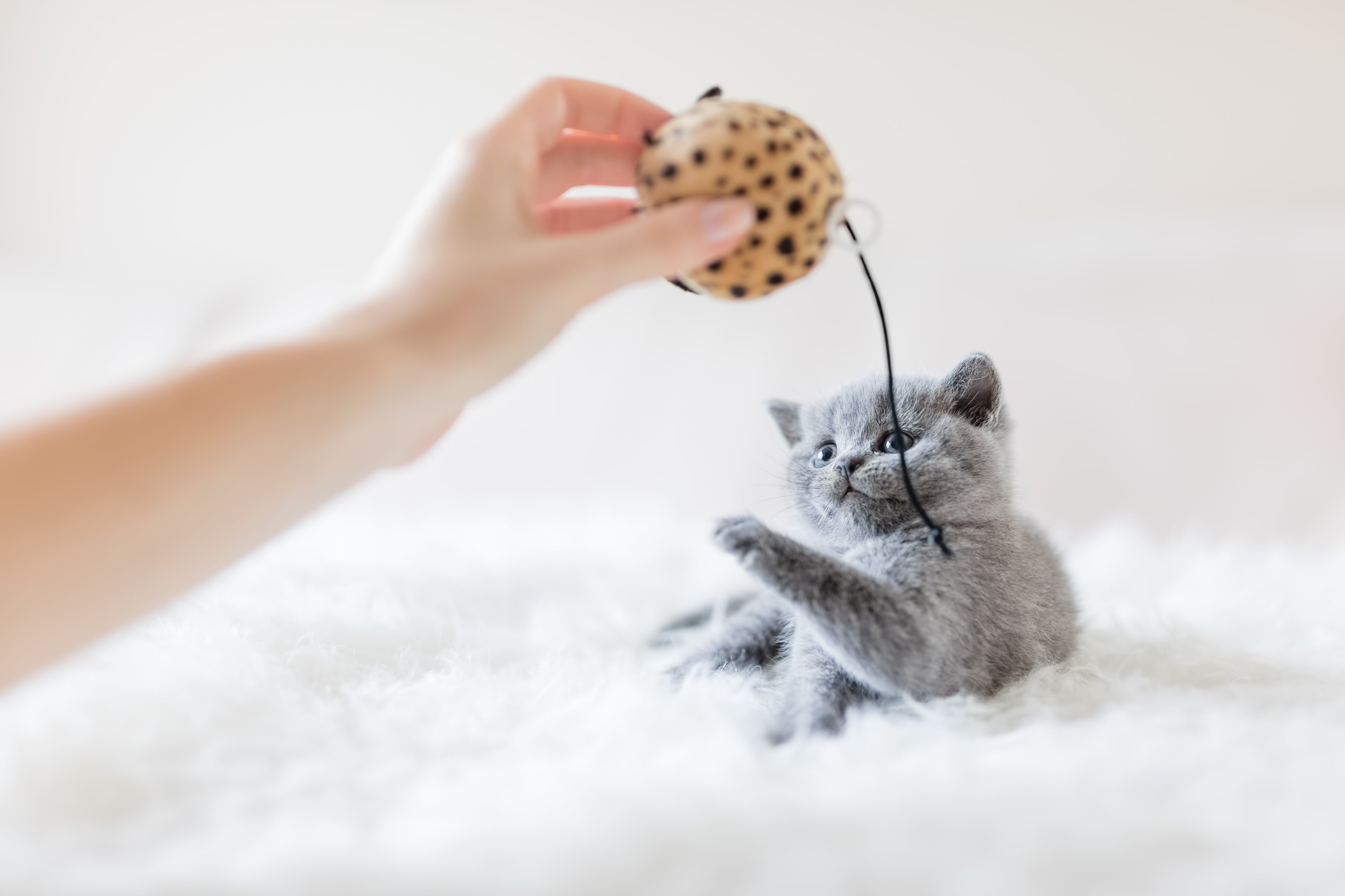 Lees hier hoe je het speelgoed van je kat afwisselend kunt houden, zodat je kat zich niet verveelt. Katten houden van afwisseling en zijn snel verveeld door hetzelfde speelgoed.