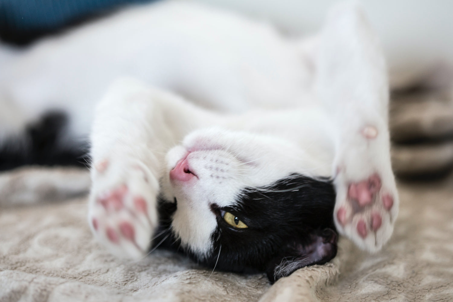 Door middel van kattenspeeltjes kunnen katten hun jachtinstinct uitoefenen, hun fysieke vaardigheden verbeteren en hun mentale capaciteiten ontwikkelen.