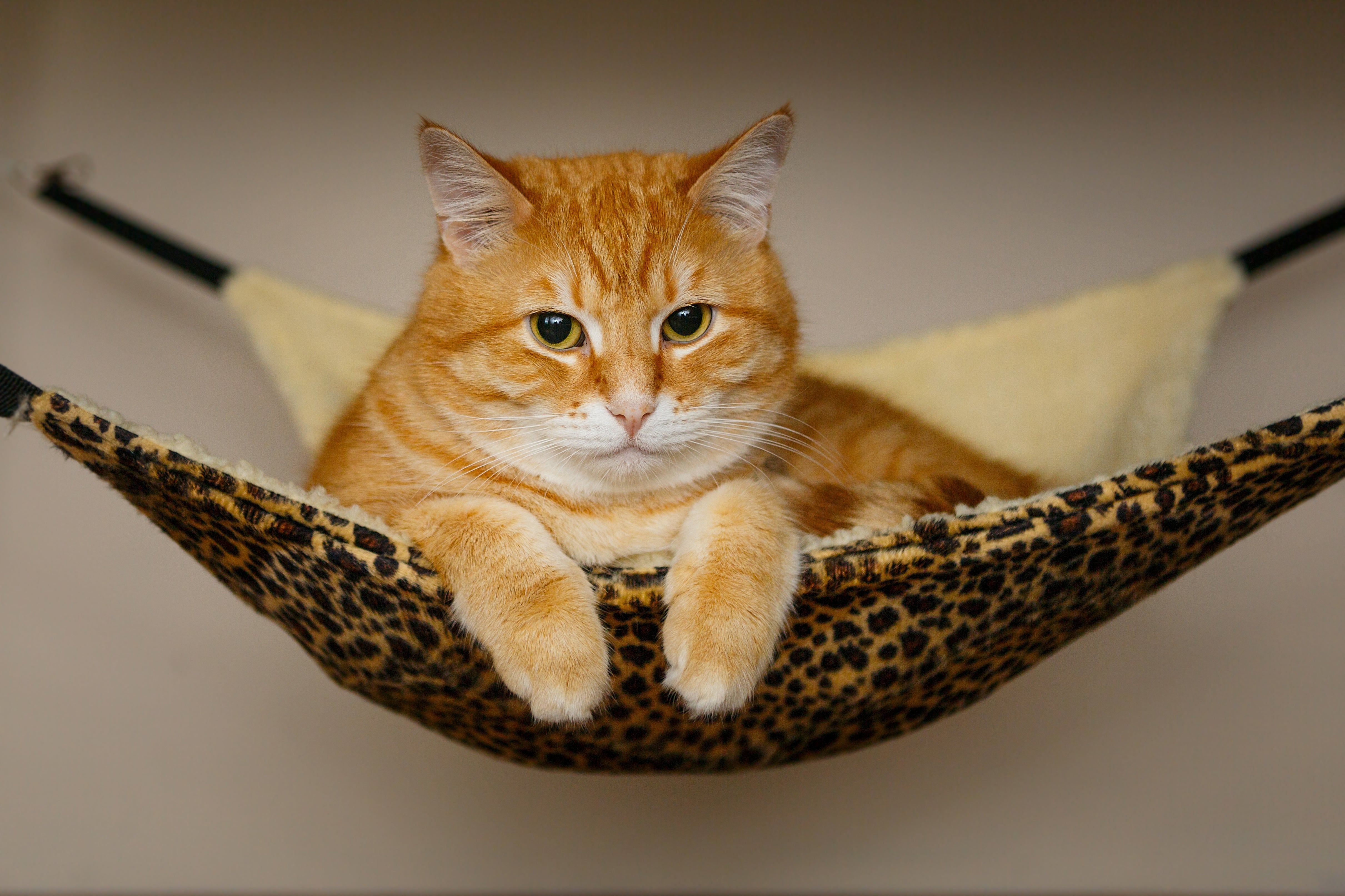 Het belang van beweging voor de gezondheid van katten wordt uitgelegd, evenals de mogelijke voordelen van beweging bij het voorkomen van overgewicht.