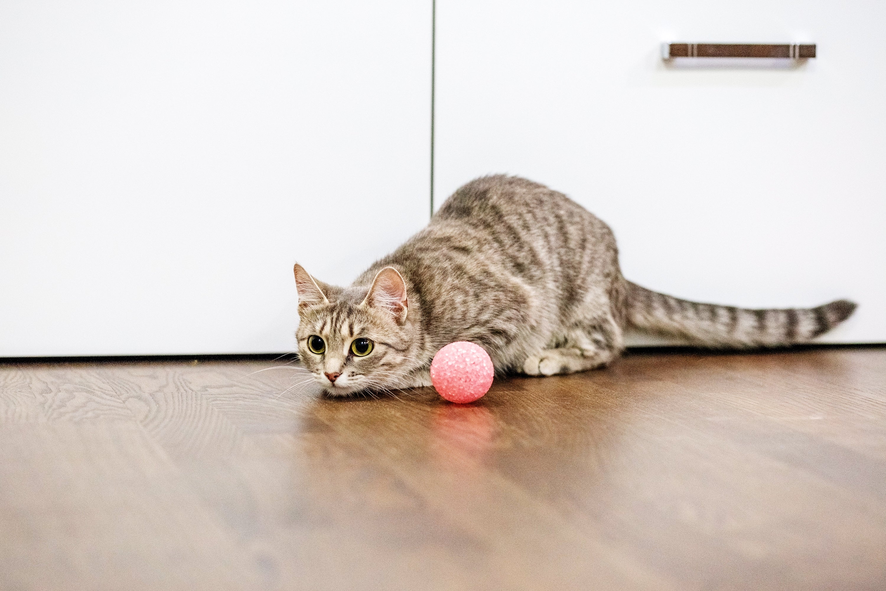 Ontdek de beste kattenspeeltjes voor jagers in hart en nieren! Katten zijn van nature roofdieren en jagen graag op prooien.