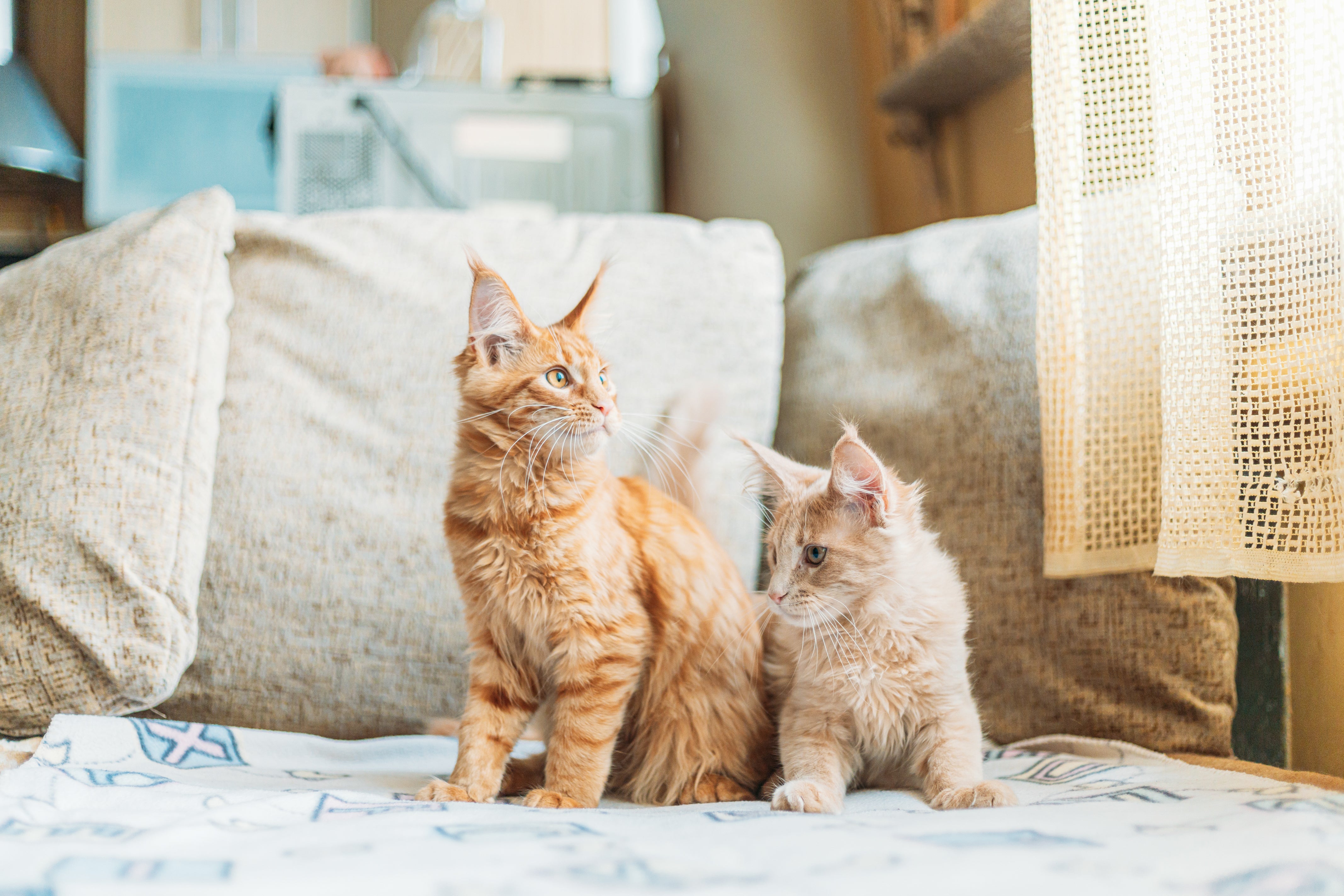 Kattenspeeltjes hebben tal van voordelen voor de mentale gezondheid van je kat, waaronder het stimuleren van het jachtinstinct, het verminderen van stress en het voorkomen van verveling. 