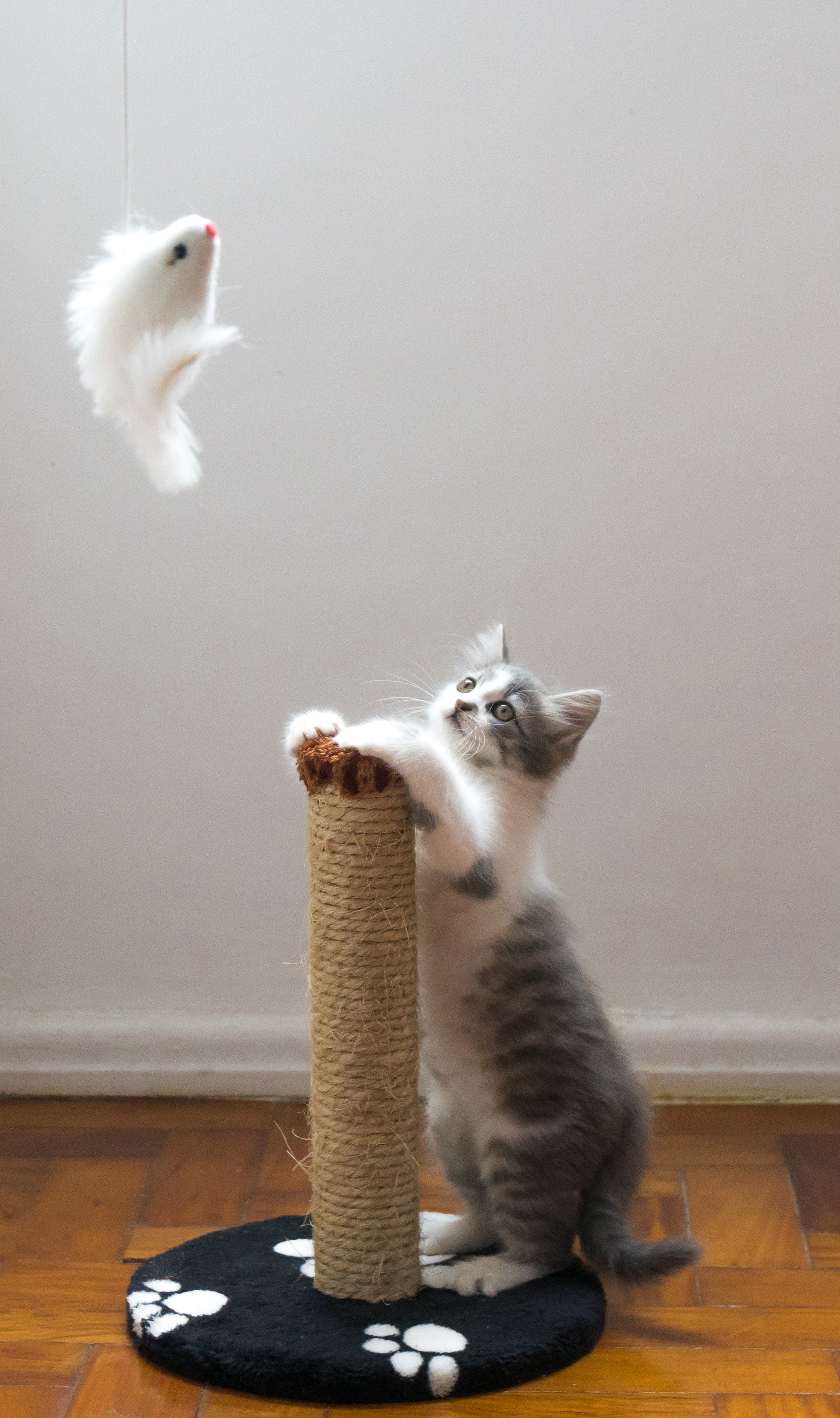 Ben je op zoek naar inspiratie voor kattenspeelgoed? Als kattenliefhebber wil je natuurlijk het beste voor je pluizige vriendje. 
