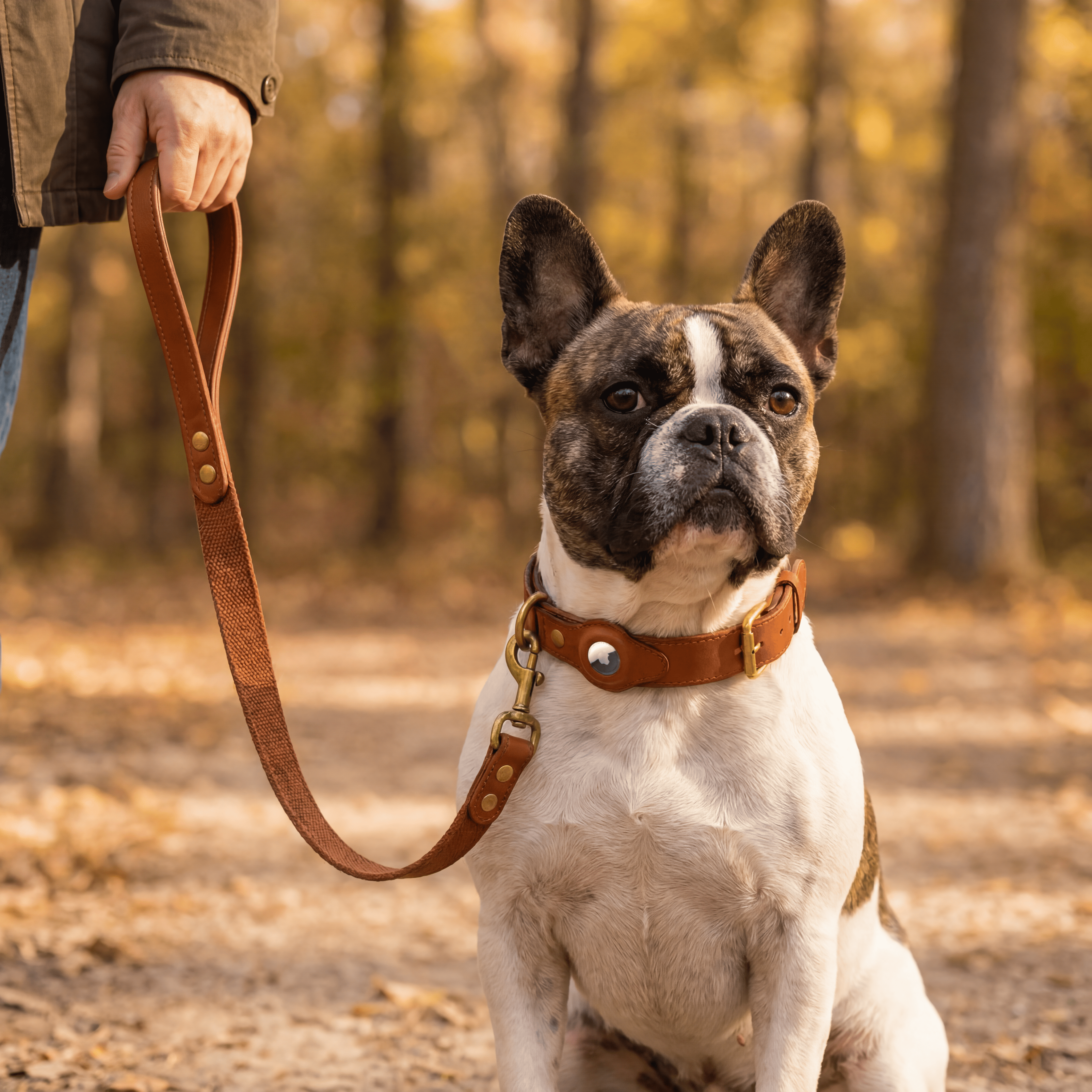 French Bulldog wearing the Fidele brown leather dog collar with AirTag pocket and matching leather leash on a forest path